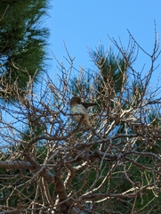 Serinus serinus