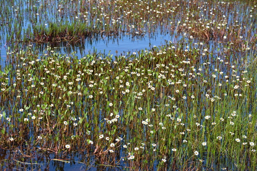 Image of Ranunculus pallasii by no rights reserved