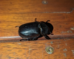 Xylotrupes australicus