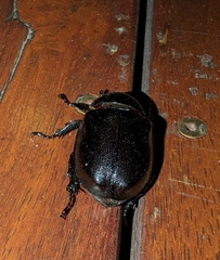 Xylotrupes australicus
