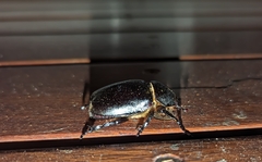 Xylotrupes australicus