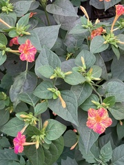 Mirabilis jalapa