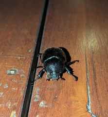 Xylotrupes australicus