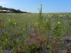 Oenothera stucchii