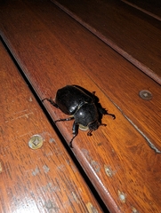 Xylotrupes australicus