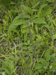 Campanula sibirica