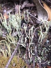 Cladonia scabriuscula