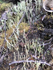 Cladonia scabriuscula