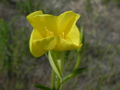 Oenothera stucchii