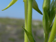 Oenothera stucchii