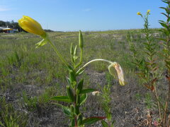 Oenothera stucchii
