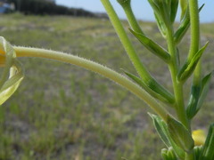 Oenothera stucchii