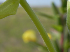 Oenothera stucchii