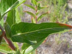 Oenothera stucchii