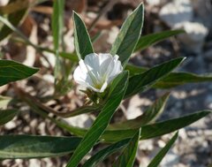 Convolvulus lineatus