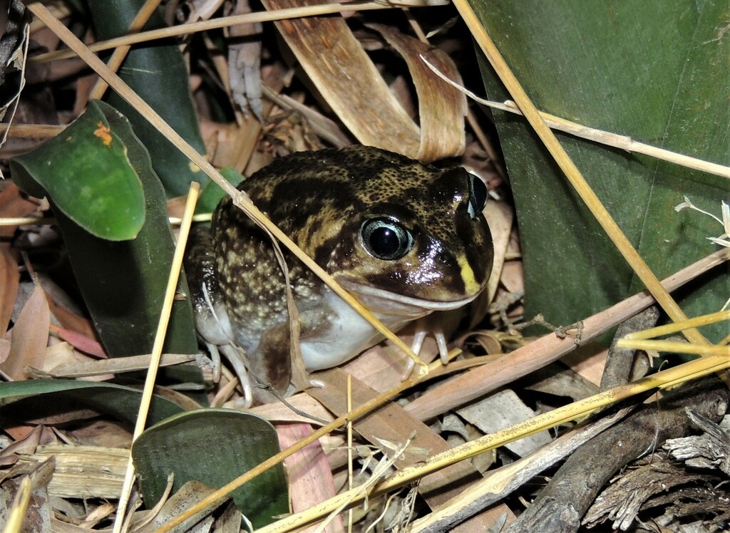 Foamnesting Ground Frogs from Busselton WA 6280, Australia on February