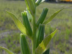 Oenothera stucchii