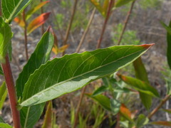 Oenothera stucchii