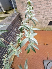 Buddleja davidii