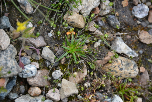 Image of Sagina nivalis by no rights reserved