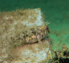 Parablennius tasmanianus