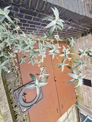 Buddleja davidii
