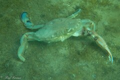 Ovalipes australiensis