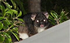 Pseudocheirus occidentalis