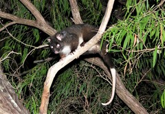 Pseudocheirus occidentalis