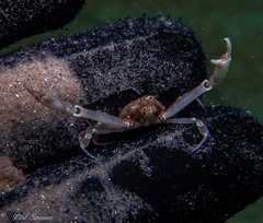 Ebalia intermedia