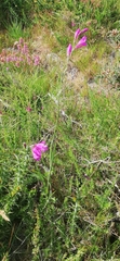 Gladiolus italicus