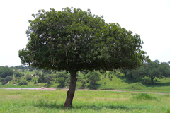 Kigelia africana