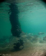 Acanthopagrus butcheri