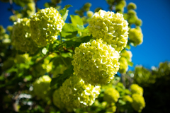 Viburnum macrocephalum