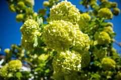 Viburnum macrocephalum