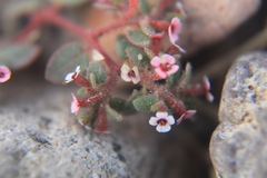 Euphorbia arizonica
