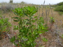 Oenothera stucchii