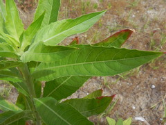 Oenothera stucchii