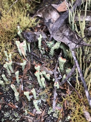 Cladonia pleurota