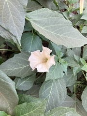 Datura metel