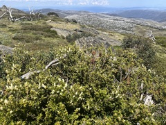 Orites lancifolius