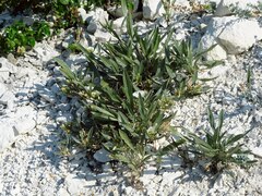 Convolvulus lineatus