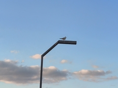 Chroicocephalus ridibundus