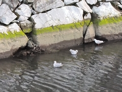 Chroicocephalus ridibundus