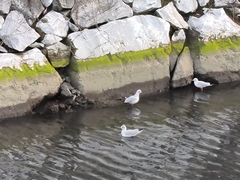 Chroicocephalus ridibundus