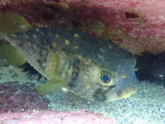 Dicotylichthys punctulatus