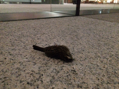 Zonotrichia albicollis