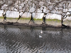 Chroicocephalus ridibundus