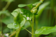 Hackelia latifolia