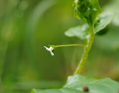 Hackelia latifolia